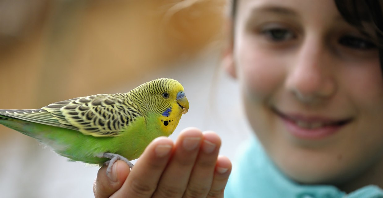 A Bird on palm of a kid.